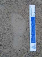 footprint_ruler