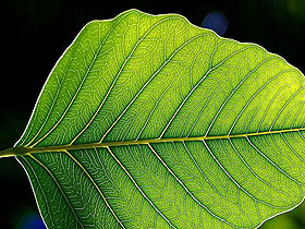 Close up of an approximately symmetrical green leaf with central vein.