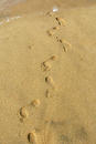 A line of footprints on the seashore.
