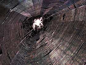 A spider web, with several radiating construction threads and multiple cross threads joining them.