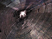 A spider web, with several radiating construction threads and multiple cross threads joining them.
